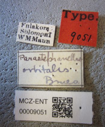 Media type: image;   Entomology 9051 Aspect: labels